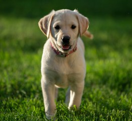 Labrador Puppy Unsplash