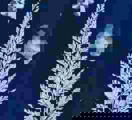 Cyanotype