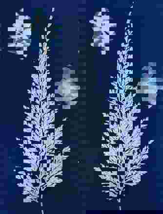 Cyanotype