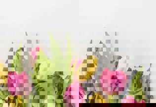 Pexels Hermine Sol Moona 1514472088 31237853