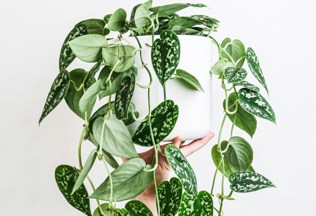 Plant Unsplash