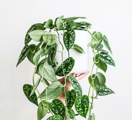 Plant Unsplash