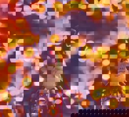 Pexels Nietjuhart 728461